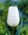 Pays Bas Tulip