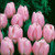 Peerless Pink Tulip
