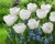 Pim Fortryn Tulip