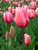 Pink Impression Tulip