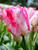 Pink Vision Tulip