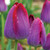 Pittsburgh Tulip