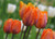 Princess Irene Tulip