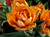 Princess Unique Tulip