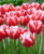 Princess Victoria Tulip