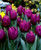 Purple Prince Tulip