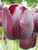 Queen Of Night Tulip