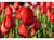Red Impression Tulip