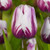 Rem's Favorite Tulip
