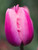 Renown Tulip