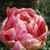 Renown Unique Tulip