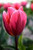 Pretty Princess Tulip