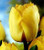 Royal Elegance Tulip