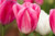 Sauterness Tulip