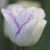 Shirley Tulip