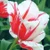 Sorbet Tulip