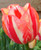 Spryng Break Tulip