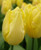 Sunny Prince Tulip