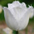 Swan Wings Tulip