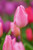 Sweet Sixteen Tulip