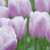 Synaeda Amor Tulip