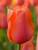 Temples Favorite Tulip