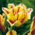 Texas Flame Tulip