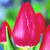 The Cure Tulip