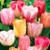 Triumph Mix Tulip