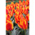 United States Tulip