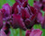Victoria Secret Tulip