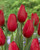 Warsawa Tulip