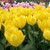Yellow Emperor Tulip