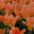 Apricot Emperor Tulip
