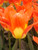 Juan Van Tubergan Tulip
