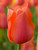 Temple of Beauty Tulip
