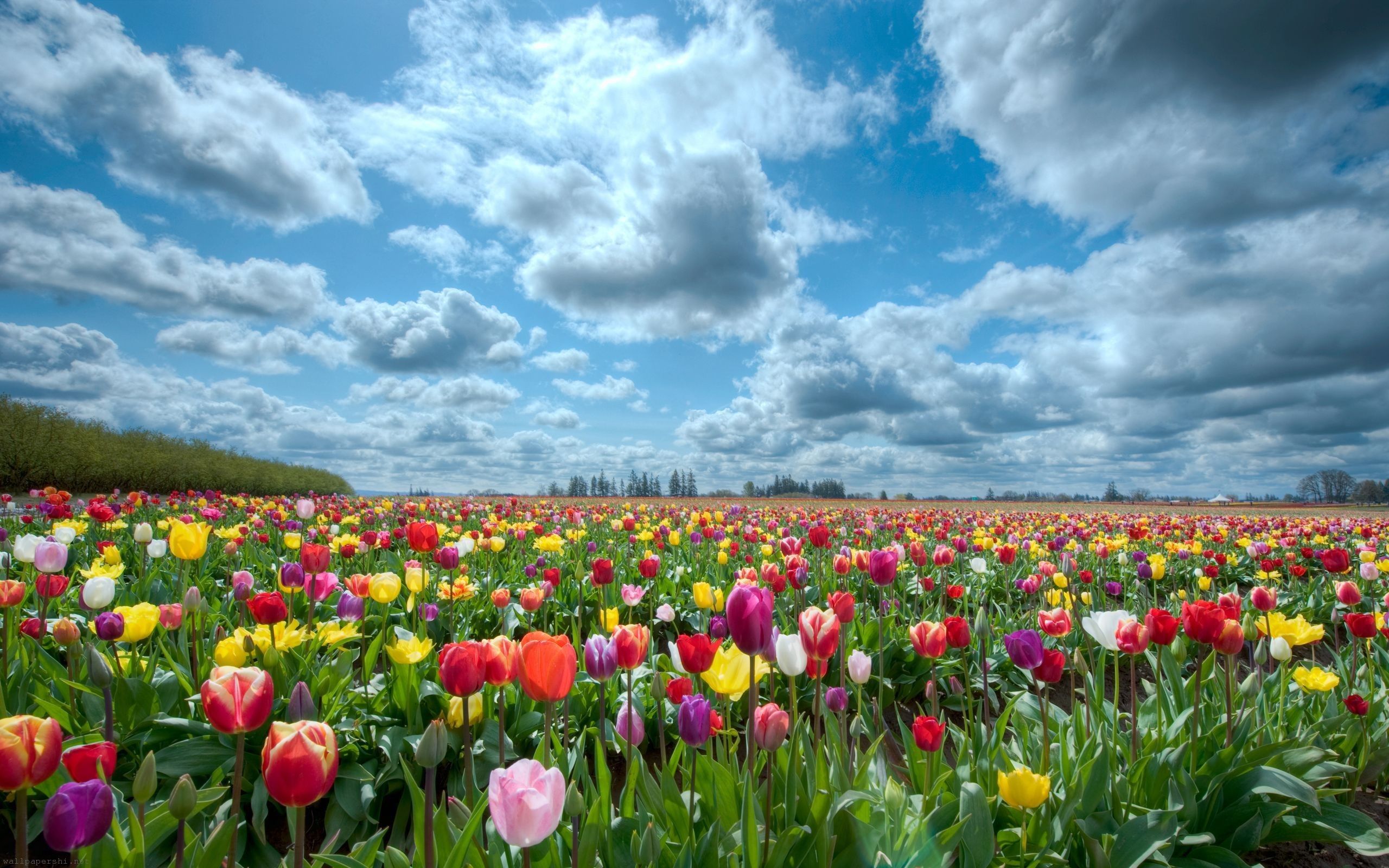 Veldheer Tulip Gardens