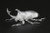 Fujimi Biology Edition Beetle Clear