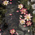 Gamers Grass Laser Plants - Lotus Flower