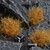 Gamers Grass Tufts - Dry Tuft XL 12mm Wild
