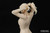 Meng 1/9 Racer Girl