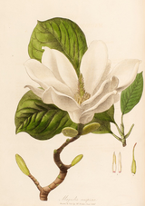 William Hooker - Hookers Green Oil Paint - Michael Harding - Supreme Paint