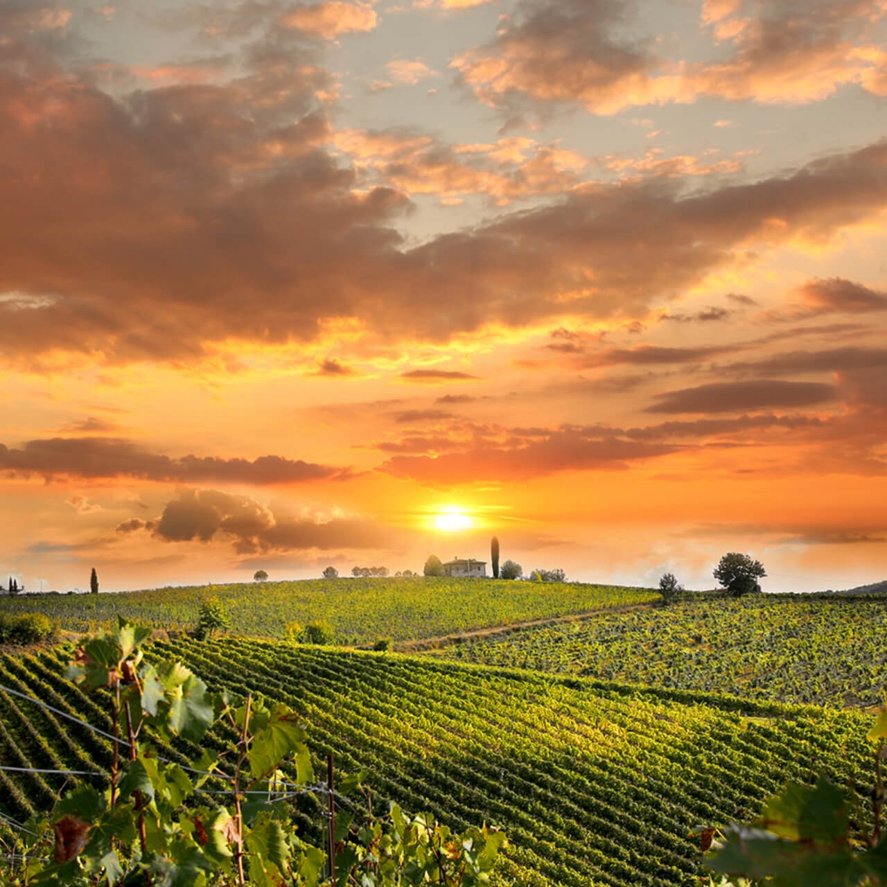 A stunning Tuscan landscape at sunset, with the sun casting a warm golden glow over lush vineyards and a silhouetted farmhouse on the horizon against a dramatic sky.