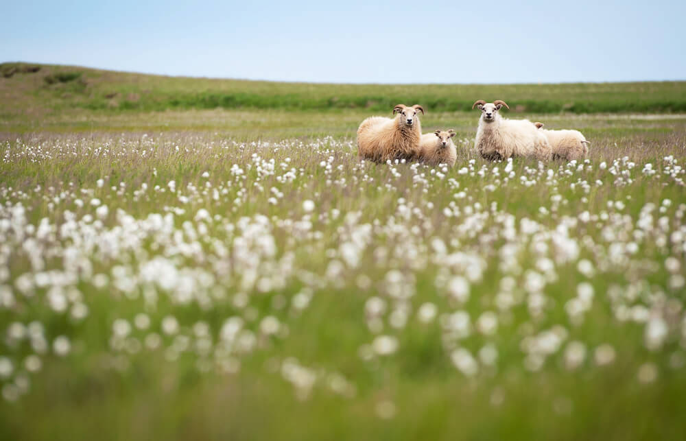 Sheep in a cotton field - The Perfect Quilt Begins with Cotton Wool Wadding