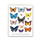 Butterfly Birthday Greeting Card