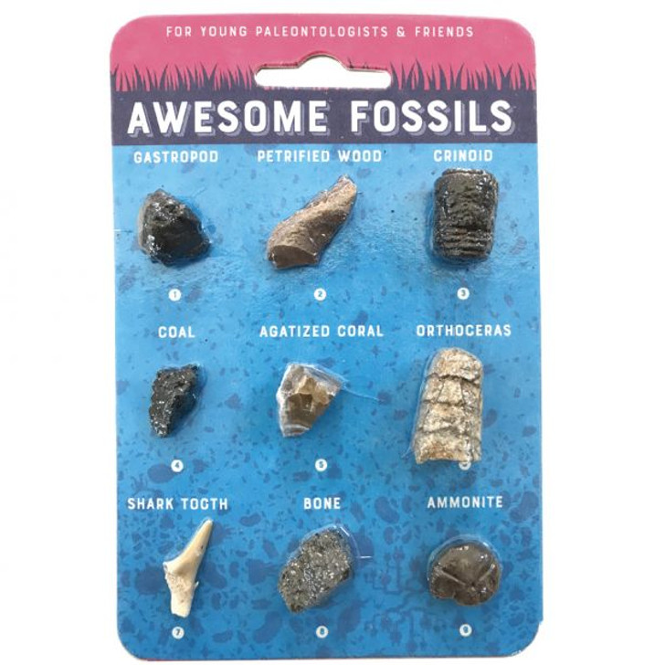 A Collection of Awesome Fossils Card