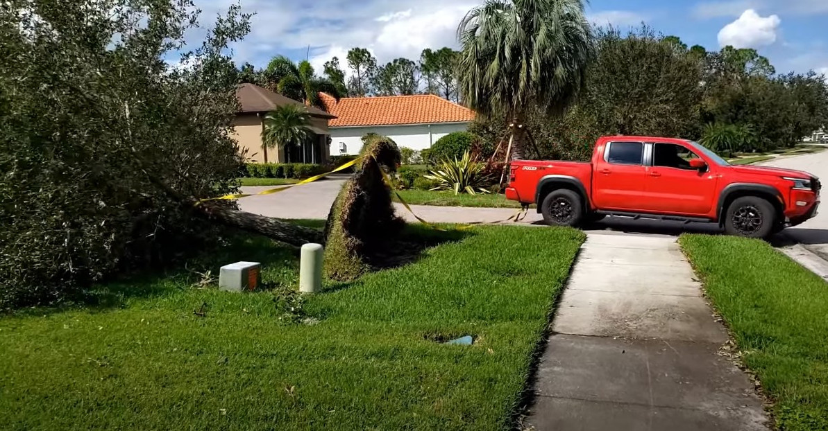 Righting Trees After Hurricane Milton: A Personal Story of Recovery
