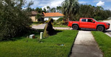 Righting Trees After Hurricane Milton: A Personal Story of Recovery