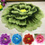 Peony Rose Flower Carpet Rug Mat (3 Sizes & 5 Colors)