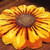 Sunflower Rose Flower Carpet Rug Mat (5 Colors 2 Sizes) Home Decor